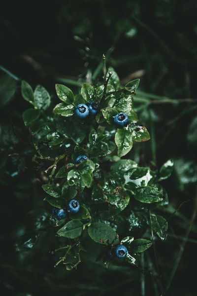 森林中绿叶植物的俯视图